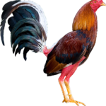 accesorios y vitaminas gallos de pelea gallos ingleses gallo combatiente español